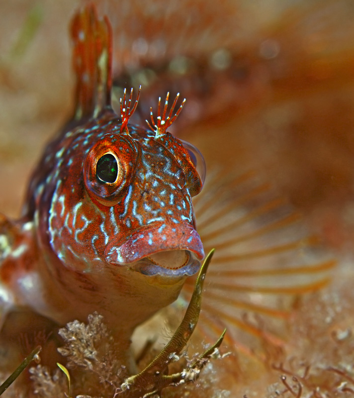 Parablennius pilicornis (Bavosa africana)